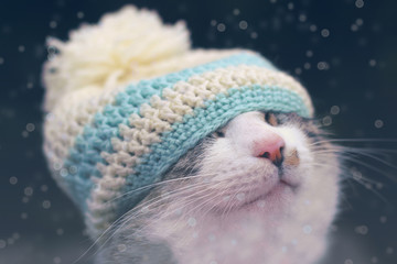Cat hat, falling snow  - 126868143