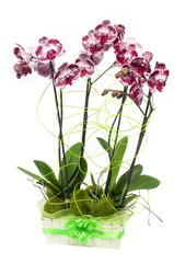 Beautiful orchid in a pot isolated