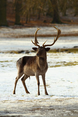 Obraz premium Fallow deer