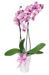 Beautiful orchid in a pot isolated