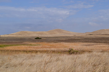 Dry rolling hills of California's central valley featuring brown, invasive grass in the end of the summer, on partly cloudy day