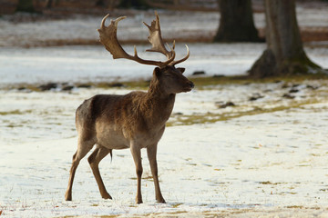 Fallow deer
