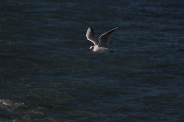 seagull