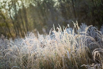 Frosted grass at cold winter day