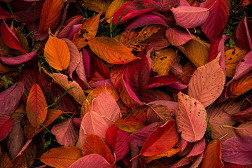 autumn leaves