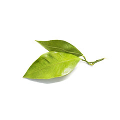 Obraz premium mandarin (tangerine) leaves on white background
