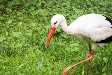 Weißstorch bei der Futtersuche