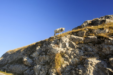 Passo di Forca d'acero in autunno, un bosco tra Lazio e Abruzzo. Alberi, rocce e mille colori della natura 