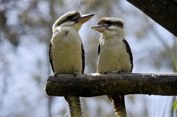 two kookaburra sitting on a branch