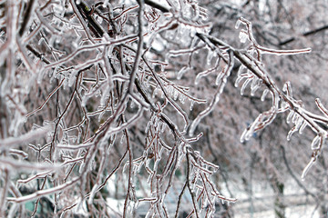 trees covered with ice
