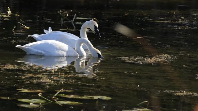 4K UltraHD Feeding Trumpeter Swan, Cygnus buccinator