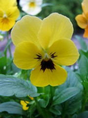 Yellow pansy in garden, also known as viola