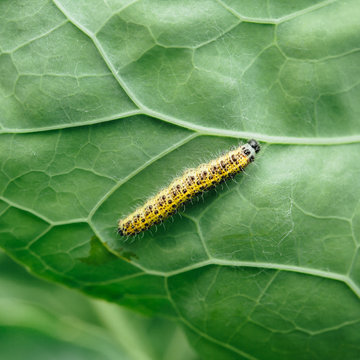 yellow caterpillar on green leaf