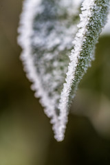 frost