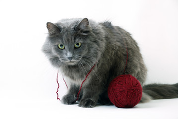 Cat with clue of yarn on white background