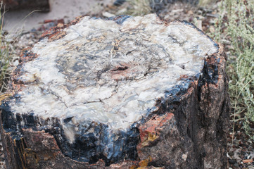 Petrified Wood Cross-section