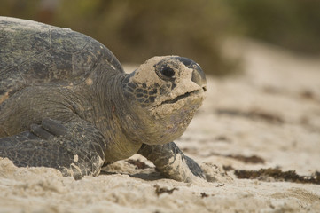 Sea Turtle after Laying Eggs on Beach