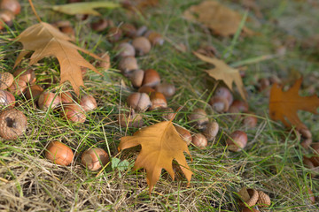 Acorns