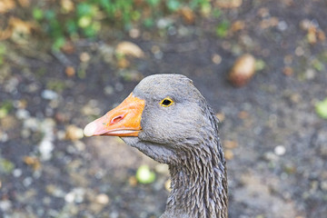 Closeup portrait of the Greylag Goose