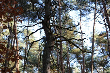Fototapeta premium Baum