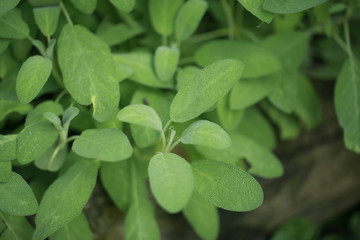 Fototapeta na wymiar zioła i przyprawy - szałwia rośnie w ogrodzie (detal)
