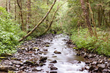 Summer Forest Stream 5