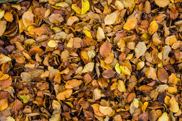 Bunte Laubblätter im Herbstwald I