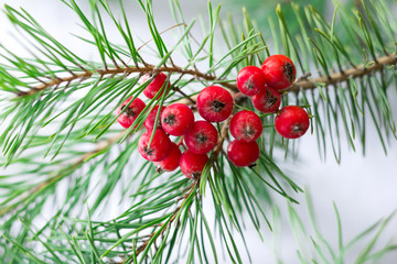 Christmas seasonal postcard with green pine branches and red ber