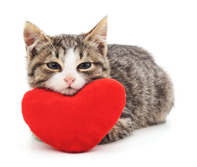 Naklejka premium Gray kitten and red heart.