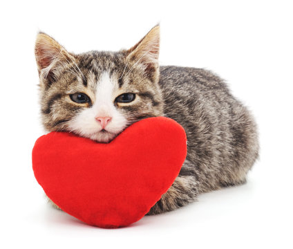 Fototapeta Gray kitten and red heart.