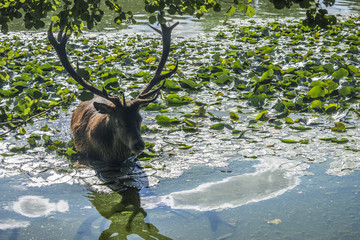 deer in the water