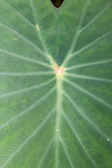 green lotus leaf,closeup locus leaf