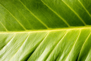 closeup leaf,green color of leaf from park with sunlight