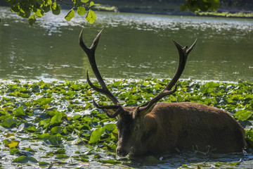 deer in the water