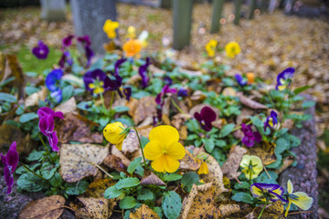 Newark Cemetery, London Road Nottinghamshire UK in Autumn