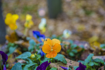 Newark Cemetery, London Road Nottinghamshire UK in Autumn