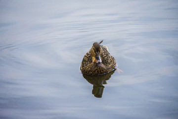 wild duck on the lake