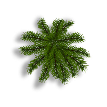Green fir with realistic shadow. View from above. Fir branches. Isolated on white background. Christmas illustration