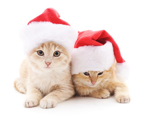 Kittens in Christmas hats.