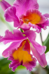 Fototapeta na wymiar Exotic Orchid closeup