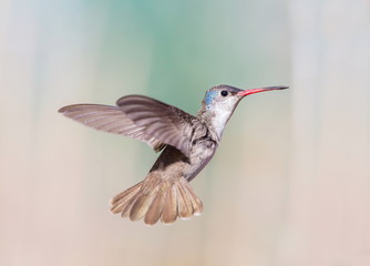 Fototapeta premium Violet Crowned Hummingbird. Using different backgrounds the bird becomes more interesting and blends with the colors. These birds are native to Mexico and brighten up most gardens where flowers bloom.