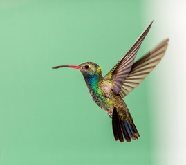 Broad Billed Hummingbird. Part of my new hummingbird art collection using different patterned...