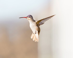 Violet Crowned Hummingbird. Using different backgrounds the bird becomes more interesting and blends with the colors. These birds are native to Mexico and brighten up most gardens where flowers bloom.
