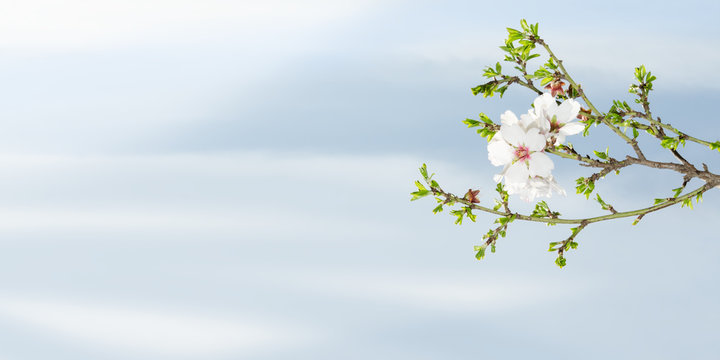 Spring blooming almond tree against blue sky