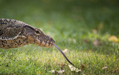 Monitor lizard's profile.