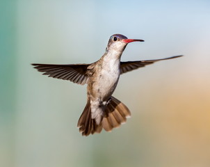 Violet Crowned Hummingbird. Using different backgrounds the bird becomes more interesting and blends with the colors. These birds are native to Mexico and brighten up most gardens where flowers bloom.
