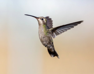Fototapeta na wymiar Broad Billed Hummingbird. Using different backgrounds the bird becomes more interesting and blends with the colors. These birds are native to Mexico and brighten up most gardens where flowers bloom.