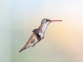 Violet Crowned Hummingbird. Using different backgrounds the bird becomes more interesting and blends with the colors. These birds are native to Mexico and brighten up most gardens where flowers bloom.