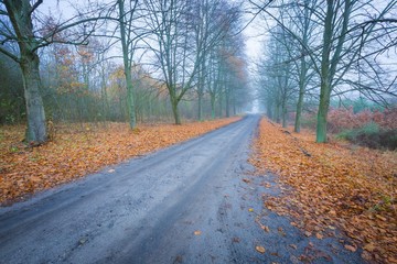 Early winter trees alley