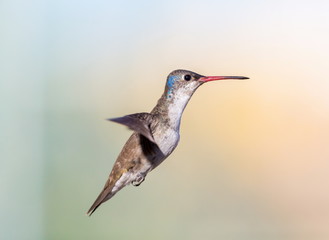 Violet Crowned Hummingbird. Using different backgrounds the bird becomes more interesting and blends with the colors. These birds are native to Mexico and brighten up most gardens where flowers bloom.